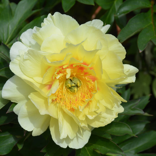 Peony Tree Bartzella