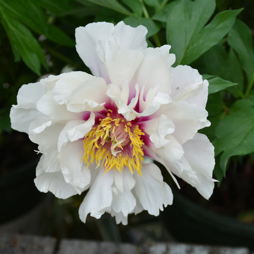 Peony Tree Cora Louise