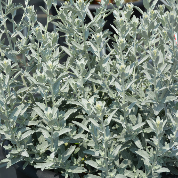 Artemisia Garden Ghost