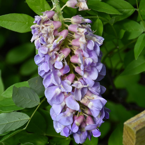 Wisteria Amethyst Falls