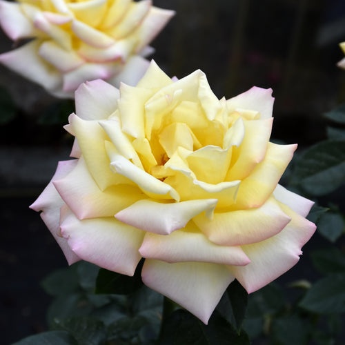 Rose Hybrid Tea Peace