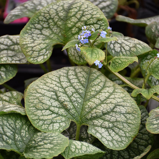 Brunnera Jack of Diamonds