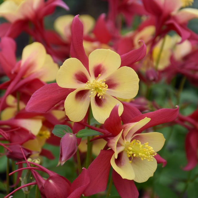 Columbine Earlybird Red Yellow perennial flowers with distinctive spurred petals in bloom