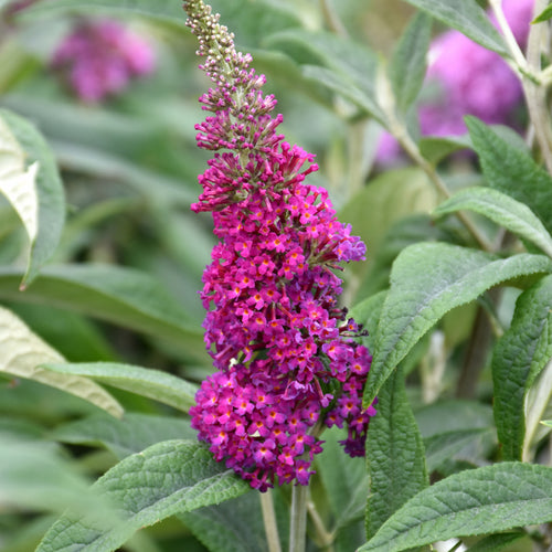 Butterfly Bush Miss Molly