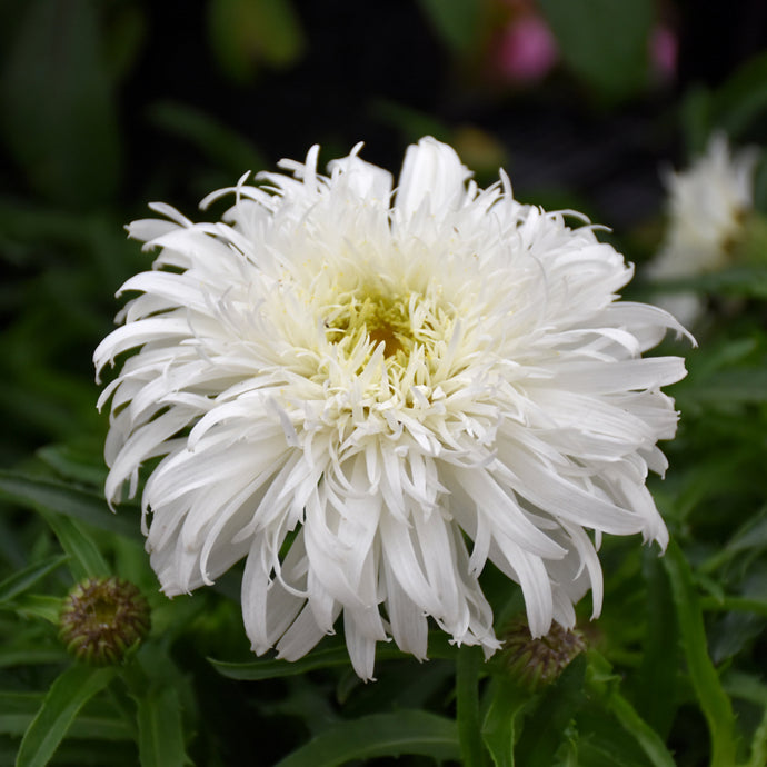 Daisy Shasta Amazing Daisies Marshmallow