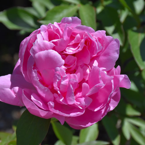 Peony Dr. Alexander Fleming