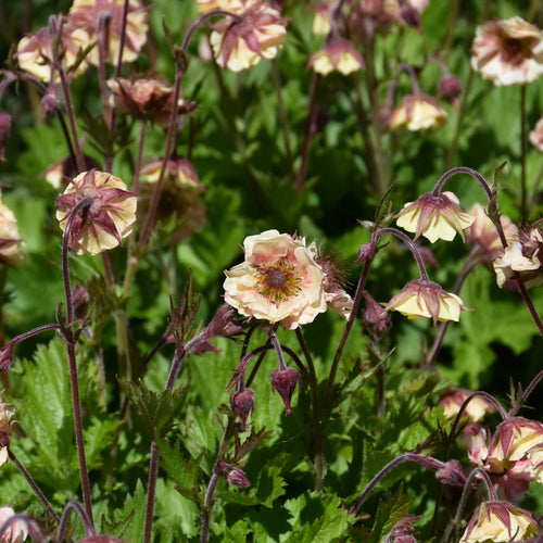 Geum Tempo Rose