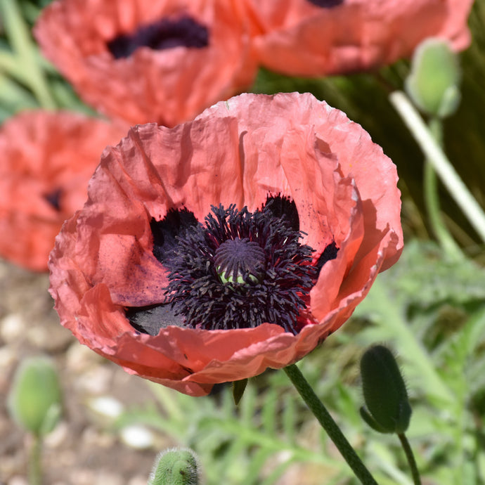 Poppy Princess Victoria Louise