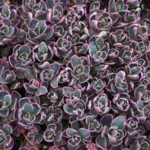 Load image into Gallery viewer, Stonecrop Sunsparkler Dream Dazzler