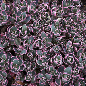 Stonecrop Sunsparkler Dream Dazzler