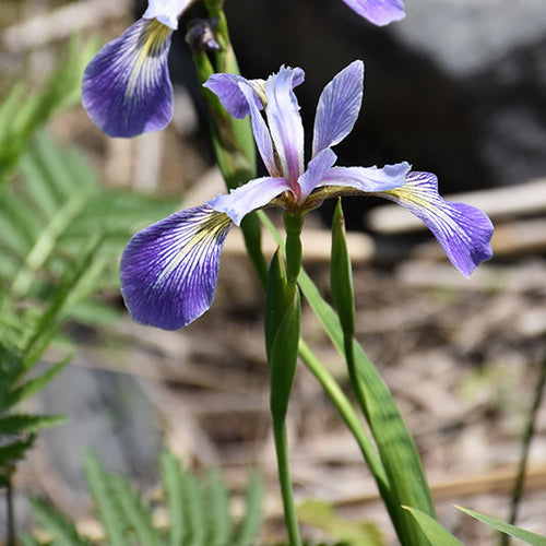 Iris Blue Flag