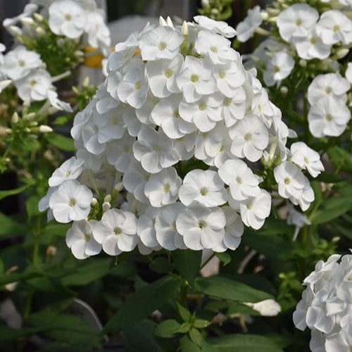 Phlox Garden Luminary Backlight