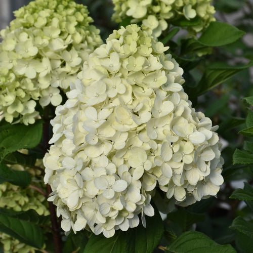 Hydrangea (Panicle) Little Lime Punch