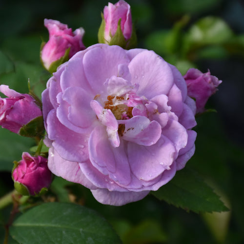 Rose Climbing Rise Up Lilac Days