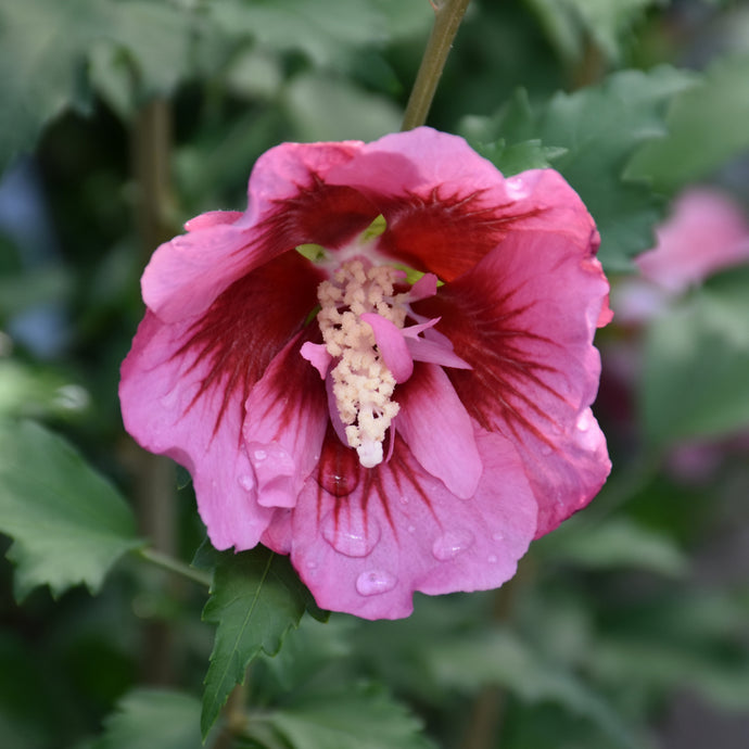 Pink hibiscus flower with dark red center and prominent white stamens on green foliage