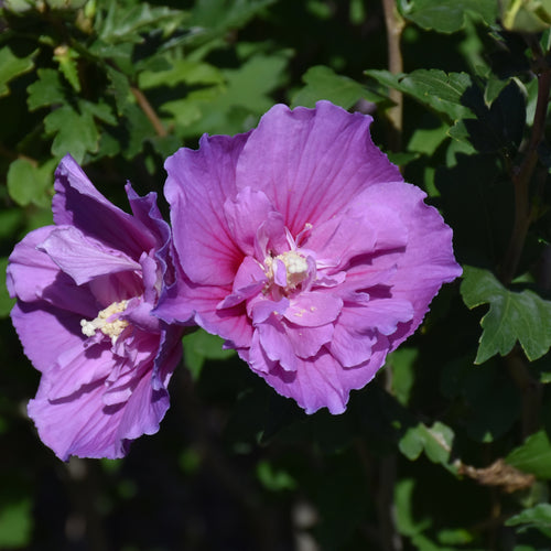 Rose of Sharon Dark Lavender Chiffon