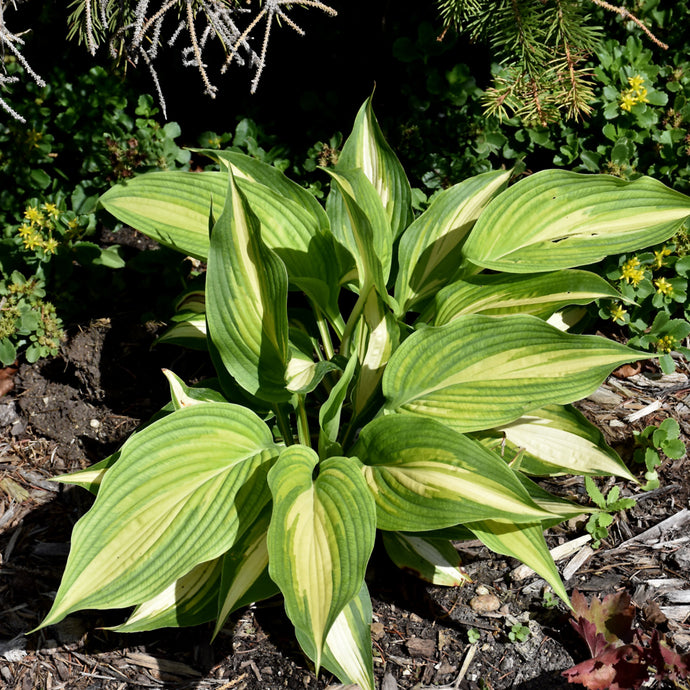Hosta Shadowland Love Story