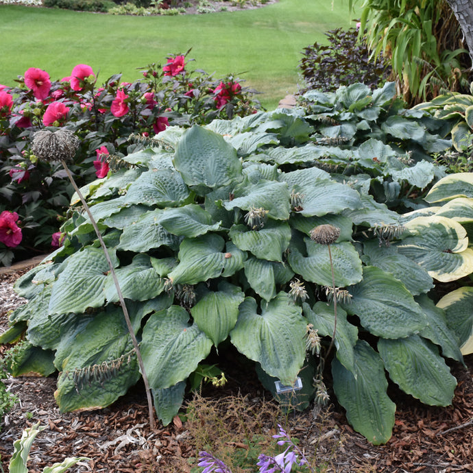 Hosta Shadowland Diamond Lake