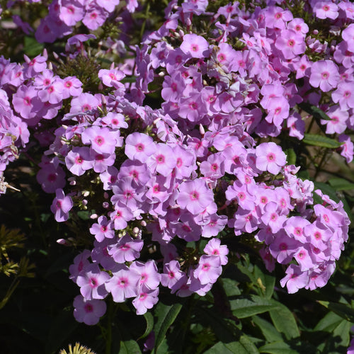 Phlox Garden Luminary Opalescence