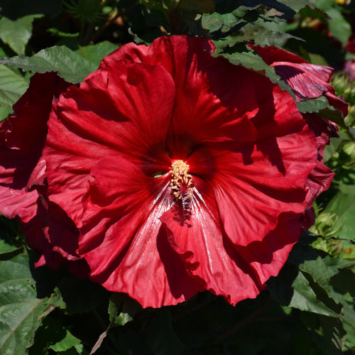 Hibiscus Summerific Valentine's Crush