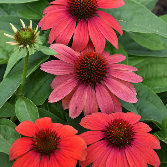 Coneflower Artisan Red Ombre