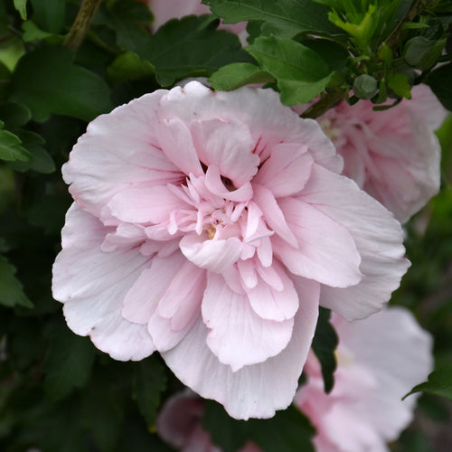 Rose of Sharon Blue Chiffon