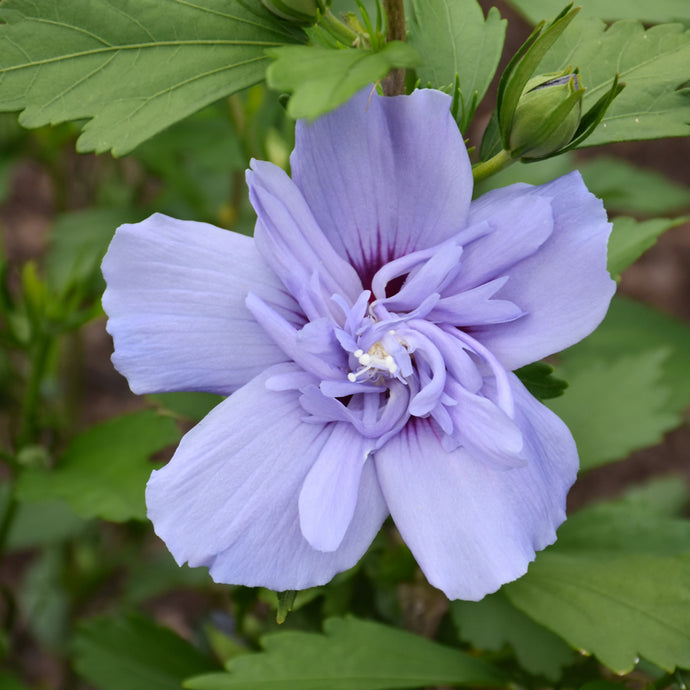 lavender chiffon rose of sharon tree Rose of Sharon Blue Chiffon: Stunning Lavender Blooms – Wasson Nursery