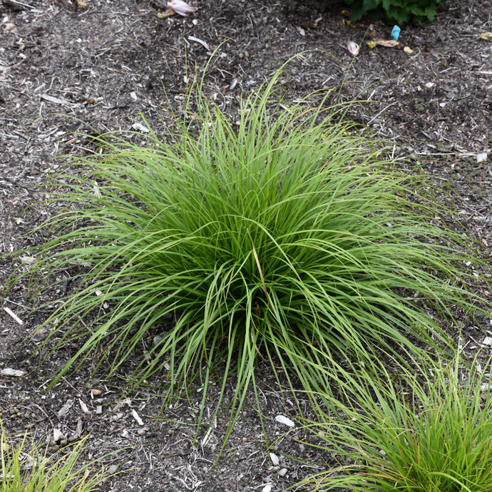 Grass Sedge Pennsylvania