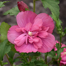 Load image into Gallery viewer, Rose of Sharon Magenta Chiffon