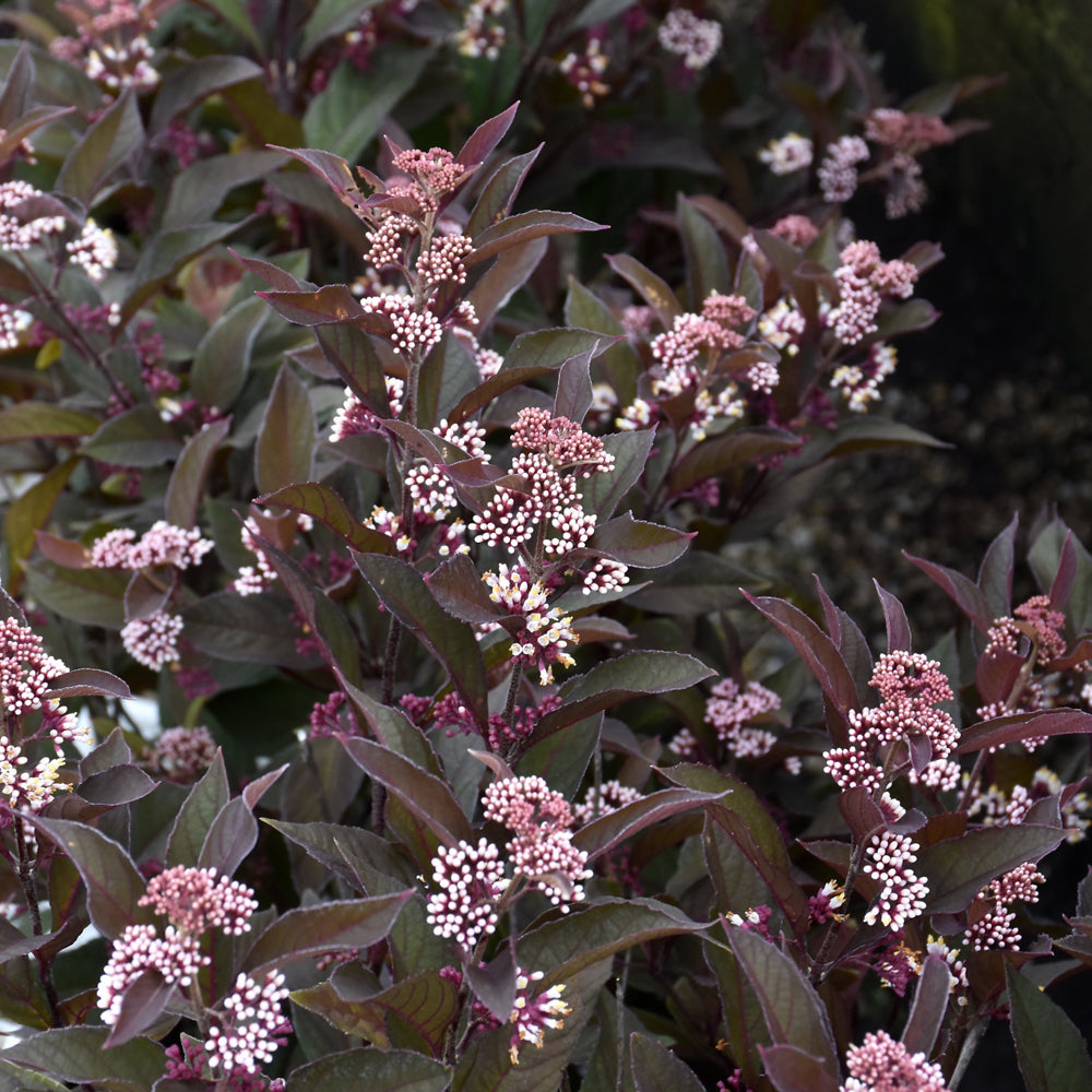 Load image into Gallery viewer, Beautyberry Pearl Glam shrub with clusters of pink-white berries and burgundy foliage