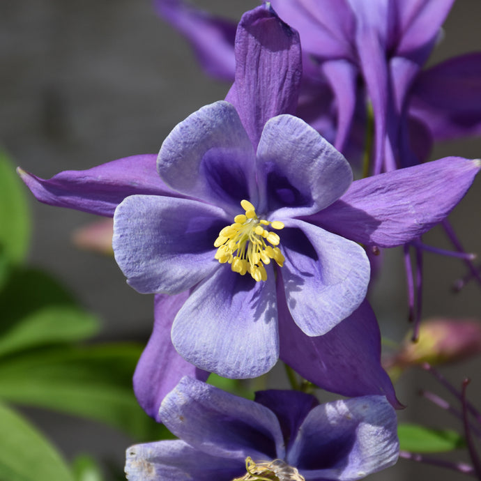 Purple-blue columbine flower with yellow stamens and distinctive spurred petals in full bloom