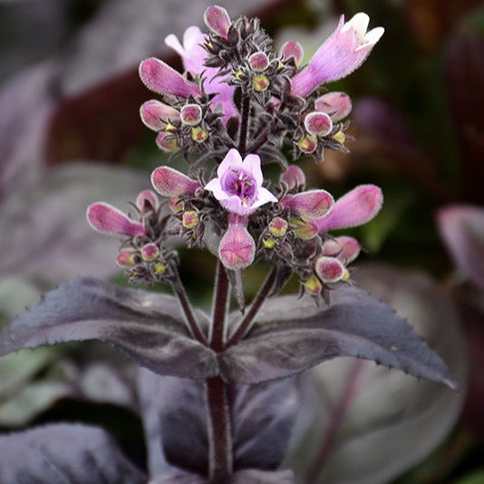 Beardtongue Dakota Burgundy