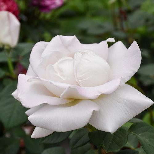 Rose Hybrid Tea World War II Memorial