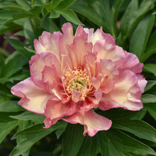 Load image into Gallery viewer, Pink and cream peony flower with yellow stamens blooming among green foliage