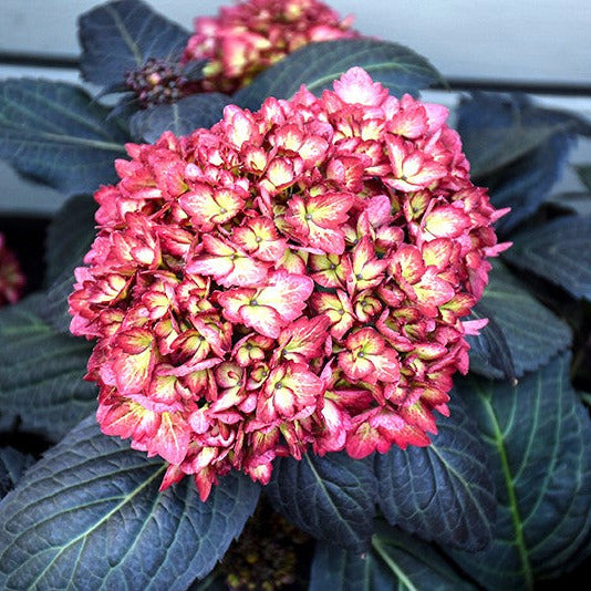 フラワー・リース Megu Hydrangea Eclipse: Dark Leaves & Cranberry Blooms – Wasson Nursery