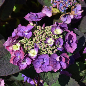 Hydrangea (Mountain) Tuff Stuff Top Fun