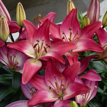 Load image into Gallery viewer, Pink and burgundy lily flowers in full bloom with prominent stamens and unopened buds