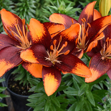Load image into Gallery viewer, Orange and burgundy spotted lily flowers blooming in garden container with green foliage