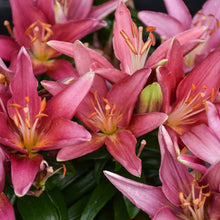 Load image into Gallery viewer, Pink Lily Tiny Series perennial flowers with orange stamens blooming in garden