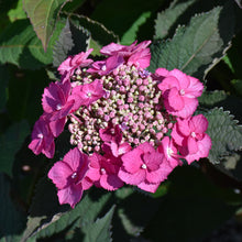 Load image into Gallery viewer, Hydrangea (Mountain) Tuff Stuff Top Fun