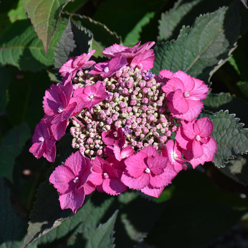 Hydrangea (Mountain) Tuff Stuff Top Fun