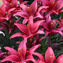 Load image into Gallery viewer, Pink Lily Tiny Series perennial flowers blooming with orange stamens and green foliage