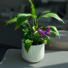 Load image into Gallery viewer, Purple flowering peace lily plant in decorative white geometric patterned ceramic pot