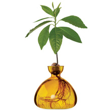 Load image into Gallery viewer, Amber glass avocado vase with sprouted avocado plant showing roots and green leaves