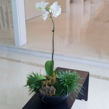 Load image into Gallery viewer, Black hanging bowl planter containing white orchid and spider plants on modern display stand