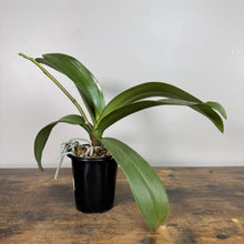 Load image into Gallery viewer, Young Phalaenopsis orchid with green arching leaves in black nursery pot on wooden surface