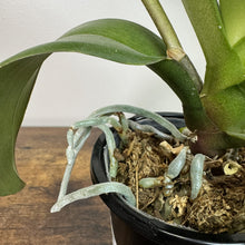 Load image into Gallery viewer, Phalaenopsis orchid plant in black pot showing green leaves and visible aerial roots