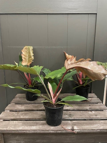 Philodendron 'Chocolate Empress'
