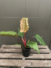 Load image into Gallery viewer, Philodendron &#39;Chocolate Empress&#39;