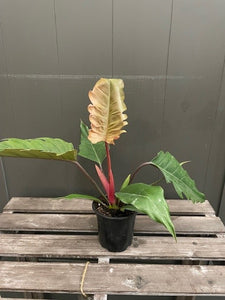 Philodendron 'Chocolate Empress'
